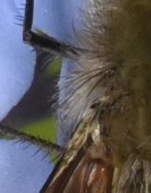 Réf. 281 787 : Bombylius sp.